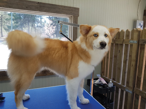 Grooming Dog waiting to be groomed.