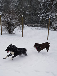 Two dogs running in snow.