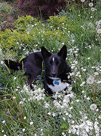 Dog lying in the grass and flowers.