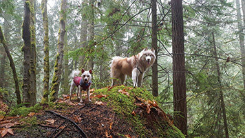 Two dogs standing on a hill in the forest.