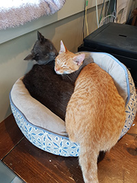 Two cats snuggling in their bed.