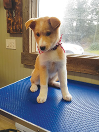 Grooming Puppy waiting to have a bath.