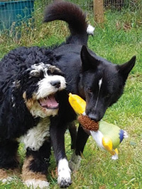 Two dogs playing with a toy.
