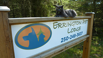 Errington Pet Lodge sign with a cat, Mr. Grey, lying on top.
